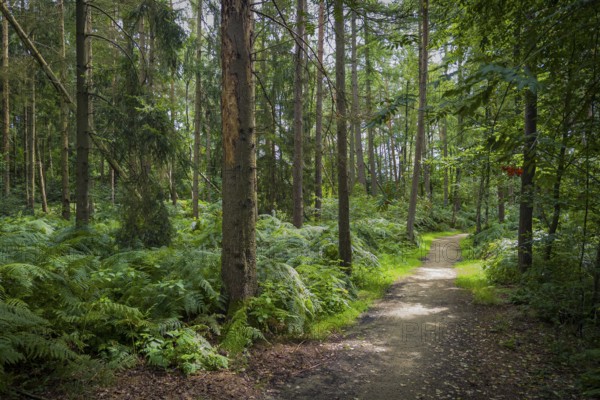 Wendelmannweg, forest path, walk cycle tour, cycle path, forest, nature, forest, nobody, Bad