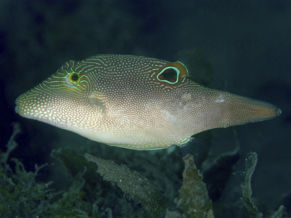 A pufferfish with a unique pattern, Eyespot Pufferfish (Canthigaster solandri), swimming in a dark