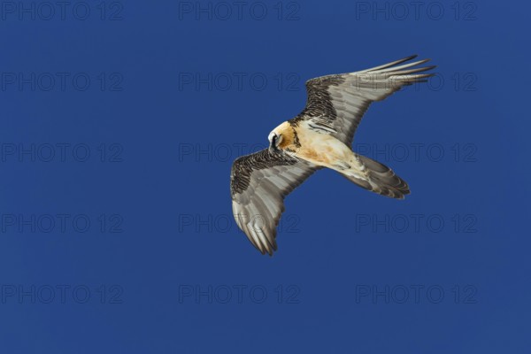Bartgeier, Lammergeier, Gypaetus barbatus, Gypaetus barbatus meridionalis, Gypaète barbu,