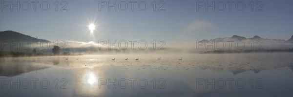 Swans (cygnus olor) at sunrise on Lake Hopfensee near Füssen, with the Tegelberg massif and the