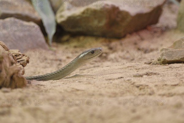 Black mamba (Dendroaspis polylepis), on sandy ground between rocks, captive, venomous snake,