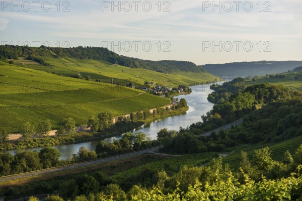 River and vineyards, border to Lichtenstein, Wincheringen, near Trier, Rhineland-Palatinate,