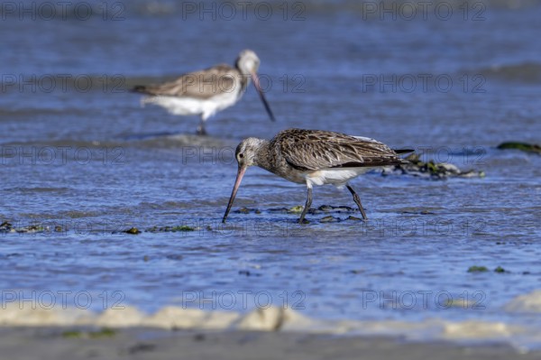 Two bar-tailed godwits (Limosa lapponica) foraging in shallow water on beach along the North Sea