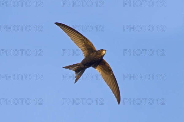 Mauersegler, Common Swift, Swift, Eurasian Swift, Apus apus, Martinet noir, Vencejo Común