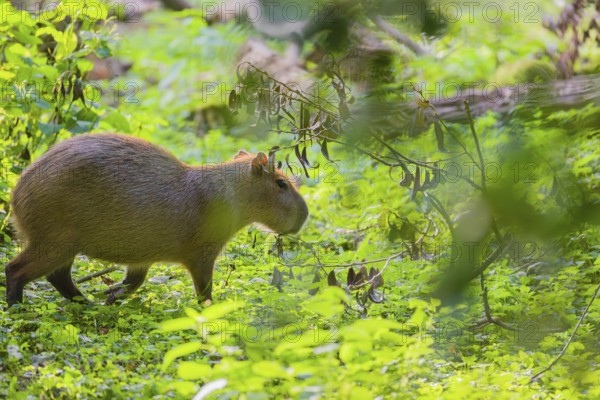 A (greater) capybara (Hydrochoerus hydrochaeris) searches for food in the dense riparian vegetation