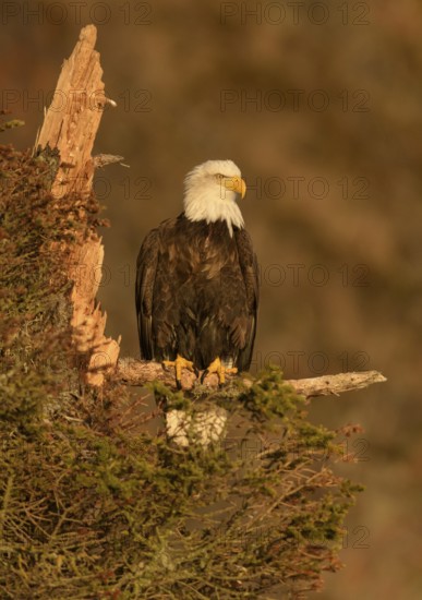 Bald Eagle (Haliaeetus leucocephalus) perched on a branch, Alaska, USA