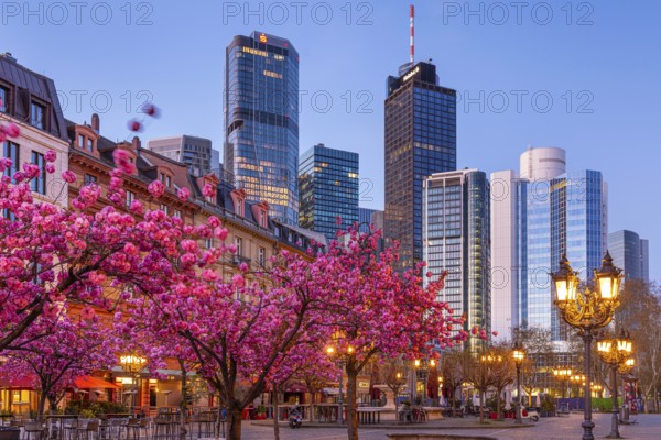 The ornamental cherries on Opernplatz in Frankfurt am Main, near the Alte Oper, are in full bloom