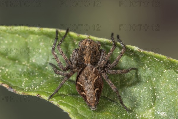 Macro photograph of a lynx spider (Oxyopes ramosus) on a green leaf, clearly showing the texture of