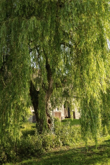 A lush weeping willow (Salix babylonica) with drooping branches in front of a building on the