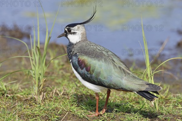 Lapwing (Vanellus vanellus), in splendid plumage, foraging on a moor, wildlife, Lembruch, Ochsen
