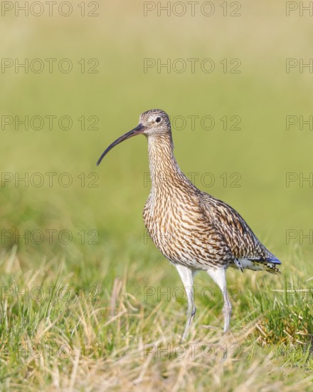Eurasian curlew (Numenius arquata) standing in a meadow, Wildlife, Animals, Birds, Snipe family