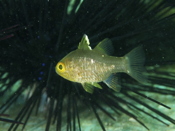 Close-up view of a single fish with bright yellow eyes, flagfin cardinalfish (Ostorhinchus