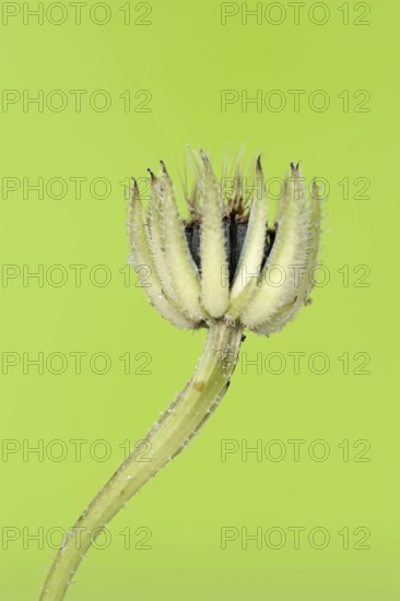 Cretaceous ragwort (Hedypnois rhagadioloides, Hedypnois cretica), fruit stand, Camargue, Provence,