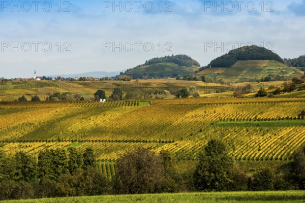 Hilly landscape with vineyards in autumn, Ballrechten-Dottingen, Breisgau, Markgräflerland, Black