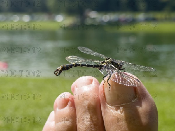 Onychogomphus forcipatus (Onychogomphus forcipatus) sitting on foot toe, Lake Neubeur, Bavaria,