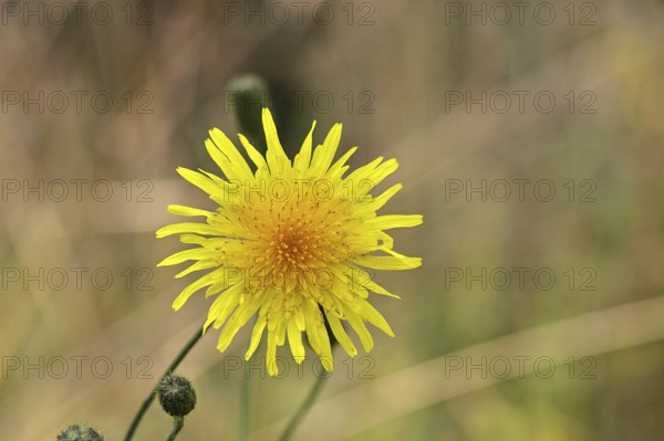 Wiesenpippau (Crepis biennis), yellow flower by the wayside on the Moselle, Cochem,