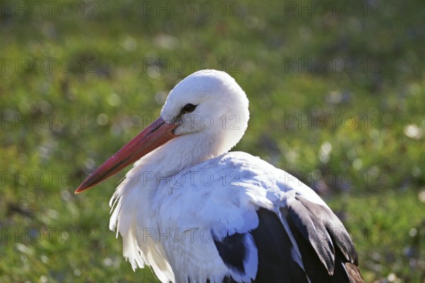 Stork sitting in a meadow under sunlight, Hitzacker, Wendland, Lower Saxony, Germany