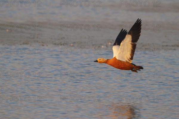 Ruddy Shelduck (Tadorna ferruginea) flying, North Rhine-Westphalia, Germany