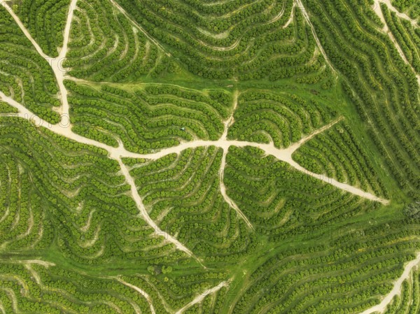 Cultivated orange trees (Citrus sinensis) and network of agricultural roads. Aerial view. Drone