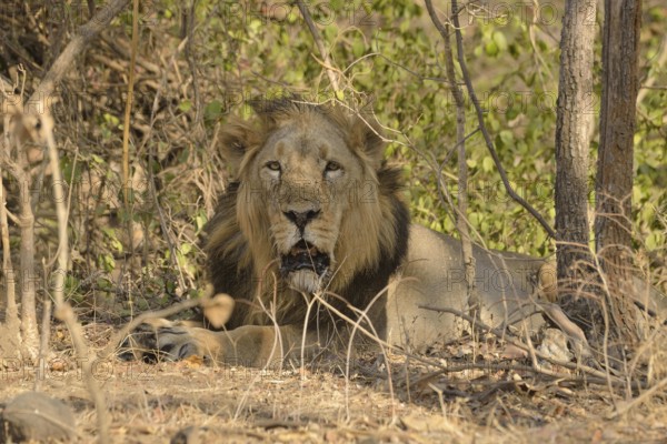Asiatic Lion (Panthera leo persica), male, Gir Forest National Park, Gir Sanctuary, Gujarat, India
