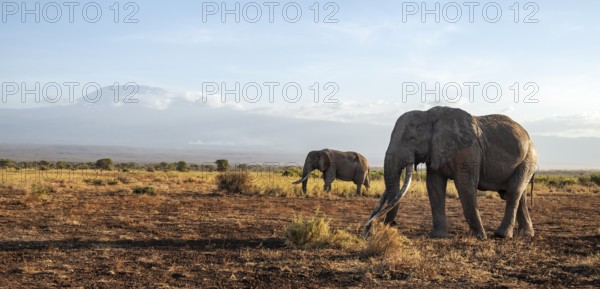 Two African elephants (Loxodonta africana) in a picturesque landscape with the summit of Mount