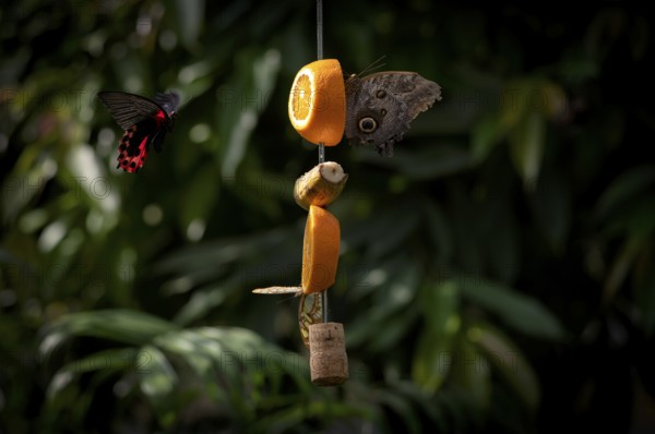 Spotted butterfly (Nymphalinae) and banana butterfly (Caligo eurilochus), sitting on a piece of