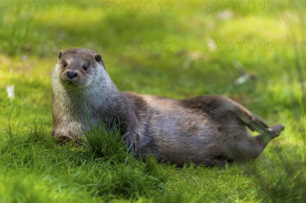 An otter lying relaxed in the grass, surrounded by green foliage, European otter (Lutra lutra),