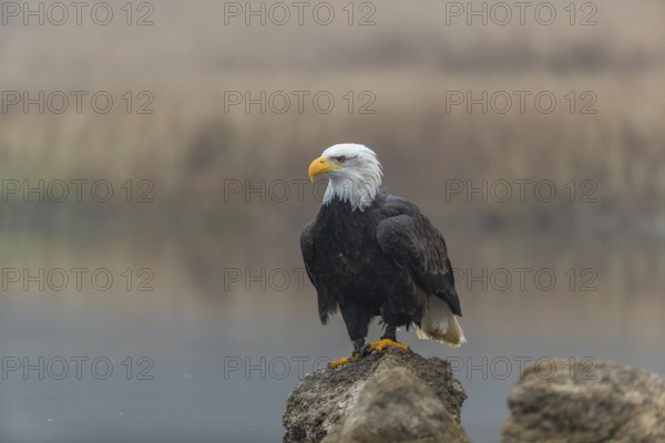 One Bald Eagle, Haliaeetus leucocephalus, standing on a rock in the shallow water ashore a small