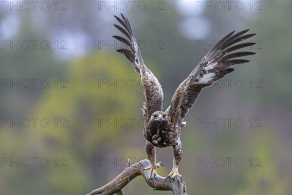 European golden eagle (Aquila chrysaetos chrysaetos) immature taking off from branch in moorland,
