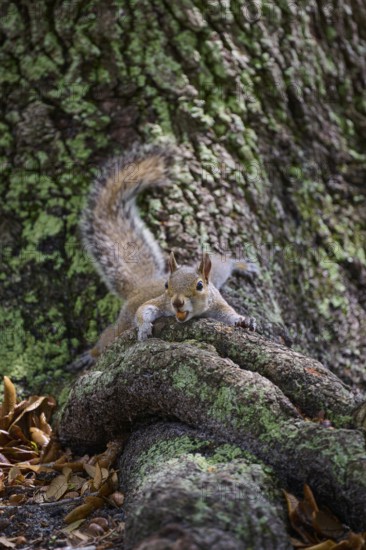 American grey squirrel (Sciurus carolinensis), lying on a tree root in a green and natural