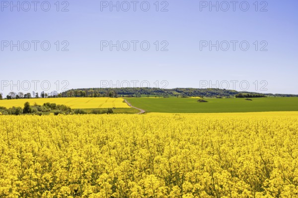 View of a blooming rapeseed field in a rural summer landscape with Ålleberg, a plateau mountain