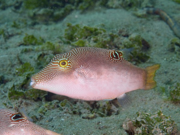 Fish with line pattern, Peter's pufferfish (Canthigaster petersii), swimming over the sandy seabed,