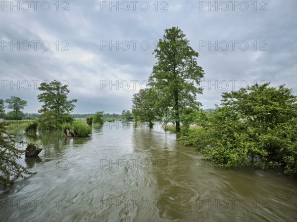 Trees standing in the flooded river Lorze, floodplain landscape, Reussspitz nature reserve,