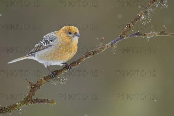 Pine Grosbeak (Pinicola enucleator) female perched on a branch, Lapland, Finland