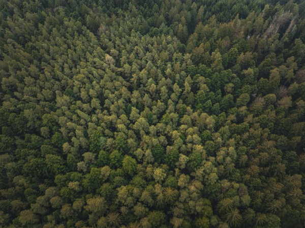 Extensive treetop landscape, photographed from the air, Unterhaugstett, Black Forest, Calw