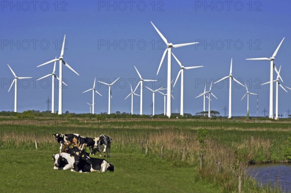 Wind turbines wind turbine East Frisia wind turbine in front of cows in the pasture electricity