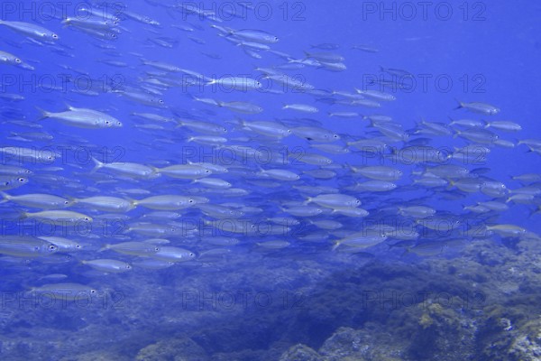 A school of boops boops swimming in the blue water of the ocean, dive site Las Rosas, Las Galletas,