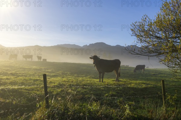 Pasture with cows and fog, sunny morning against a mountain backdrop, peaceful atmosphere, near
