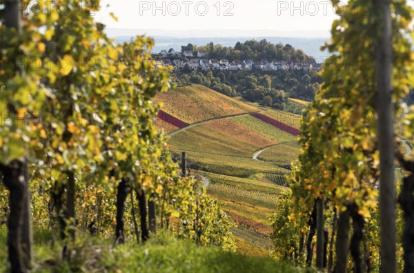 View of Luginsland estate, vineyard, vines, grapevines, wine growing, autumn colours, autumn,