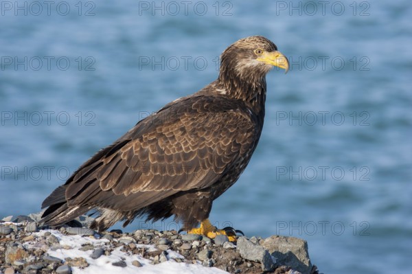 Bald Eagle Haliaeetus leucocephalus Homer, ALASKA, United States 25 February 1.5 year old bird