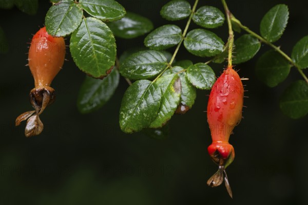 Red fruits, rose (Rosa Doncasterii), Inverewe Gardens, Osgood Mackenzie, Poolewe, Loch Ewe,