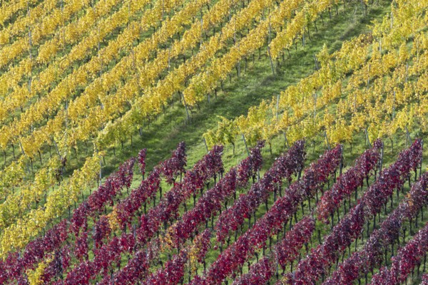 Vineyards in autumn, Rotenberg, Stuttgart, Baden-Württemberg, Germany