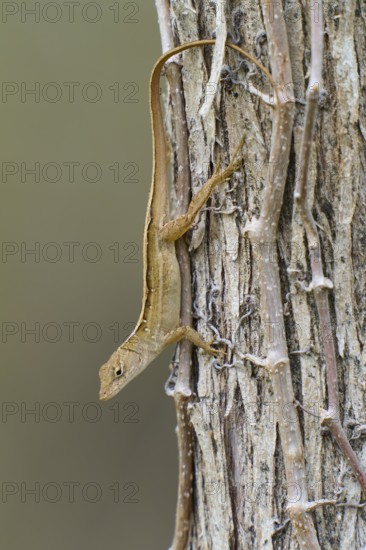 Florida scrub lizard, Florida scrub lizard (Sceloporus woodi), on tree, Everglades National Park,