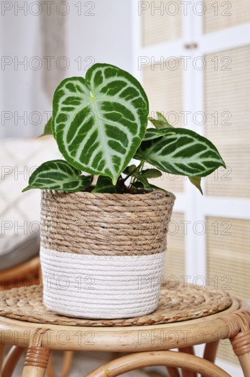 Beautiful potted exotic 'Silver Blush Anthurium Crystallinum' houseplant with beautiful lace
