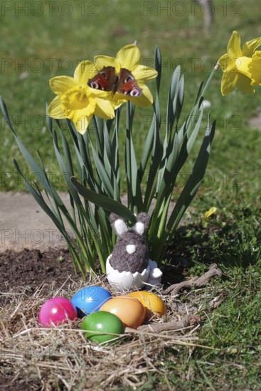 Daffodils (Narcissus), Easter, butterfly, Easter eggs, Easter nest, Easter bunny, colourful, A