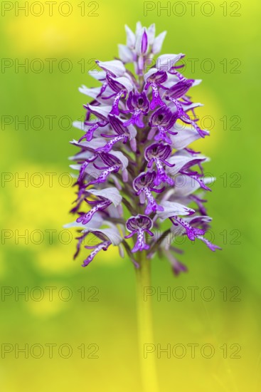 Helm's orchid (Orchis militaris), orchid family, (Orchidaceae), Bergsteig, Upper Danube nature park