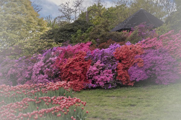 Rhododendron occidentale (Rhododendron occidentale) large shrubs in pink, magenta and purple