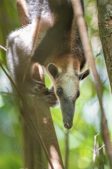 Northern tamandua (Tamandua mexicana), anteater sitting in a tree, in the rainforest, Corcovado