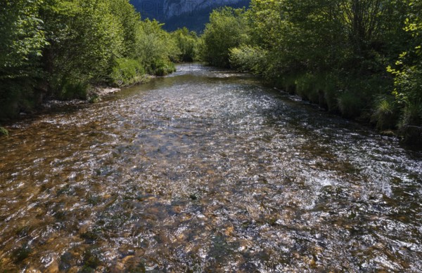 Straightened course of the Fuschler Ache near Sankt Lorenz, banks overgrown with trees,