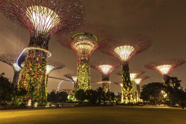 SINGAPORE, DECEMBER 31, 2013: Night view of Supertree Grove at Gardens by the Bay. Futuristic park